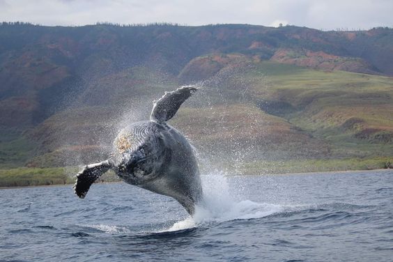 Whales breaching on the North Shore with Ocean Outfitters Hawaii
