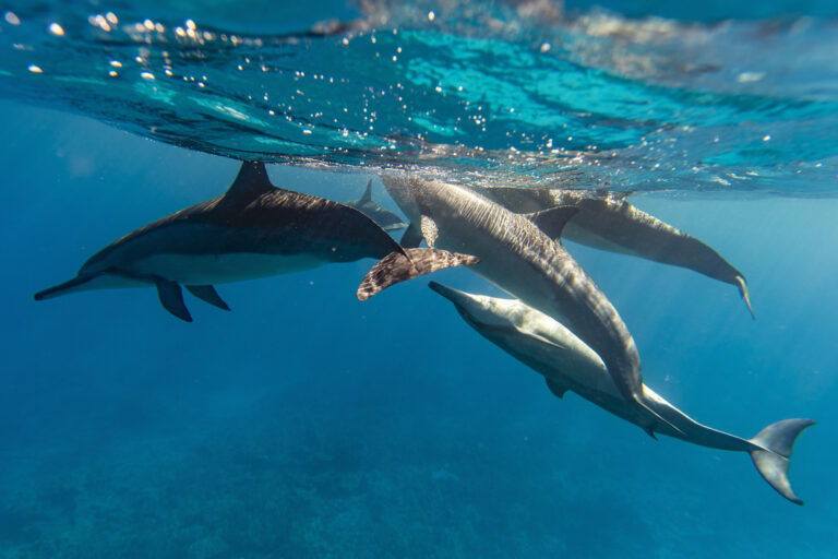 Swimming with dolphins with Ocean Outfitters Hawaii Marine Life Tour