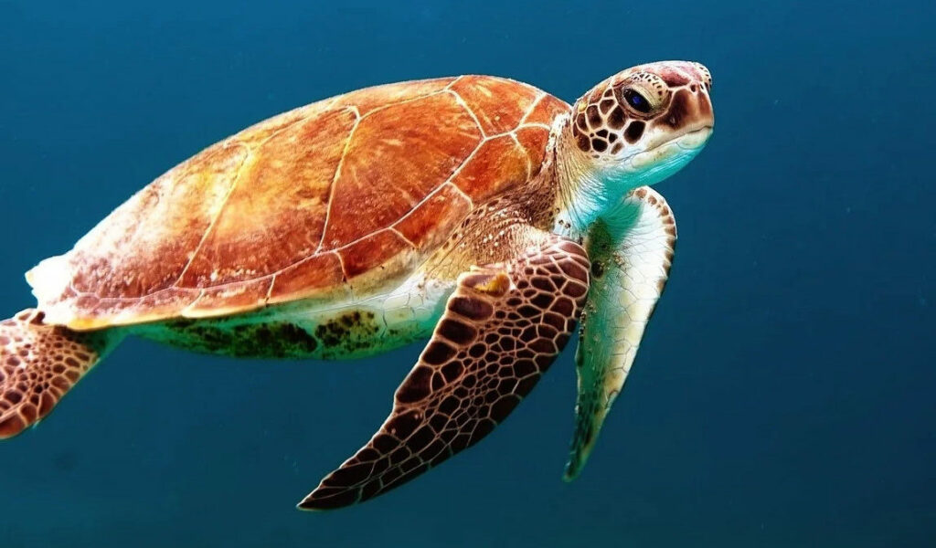 Ocean Outfitters Hawaii and Hawaiian Turtles