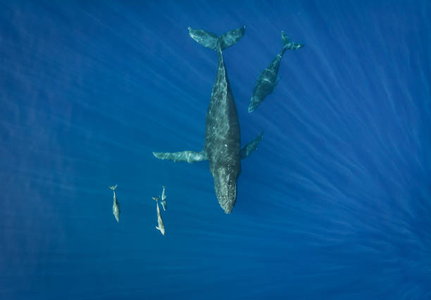 Whales and dolphins playing together