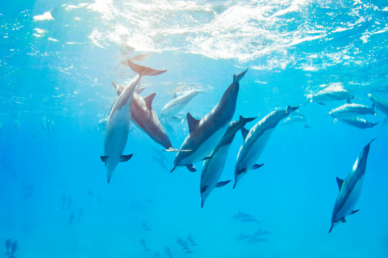 Ocean Outfitters Hawaii and Dolphins