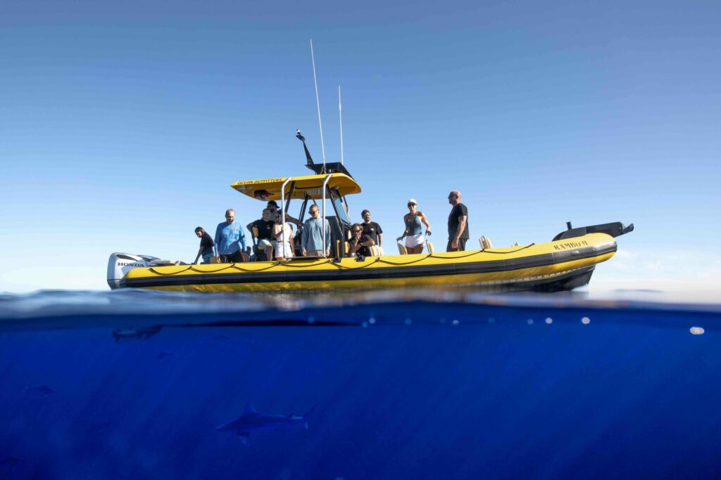 North Shore Cage-Free Shark Dive - Haleiwa | Ocean Outfitters