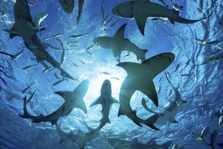 silhouette-of-circling-sharks-2021-08-28-08-42-03-utc