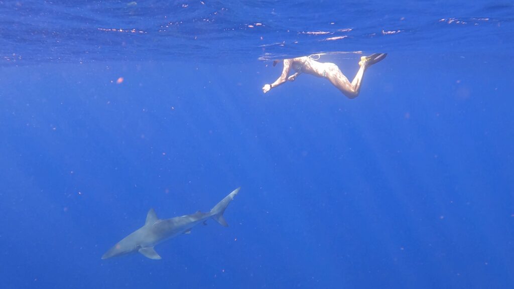 Cage-Less Shark Snorkeling with Ocean Outfitters Hawaii