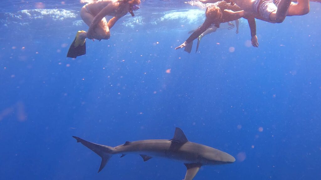 people-safely-diving-and-swimming-with-sharks-in-oahu-hawaii