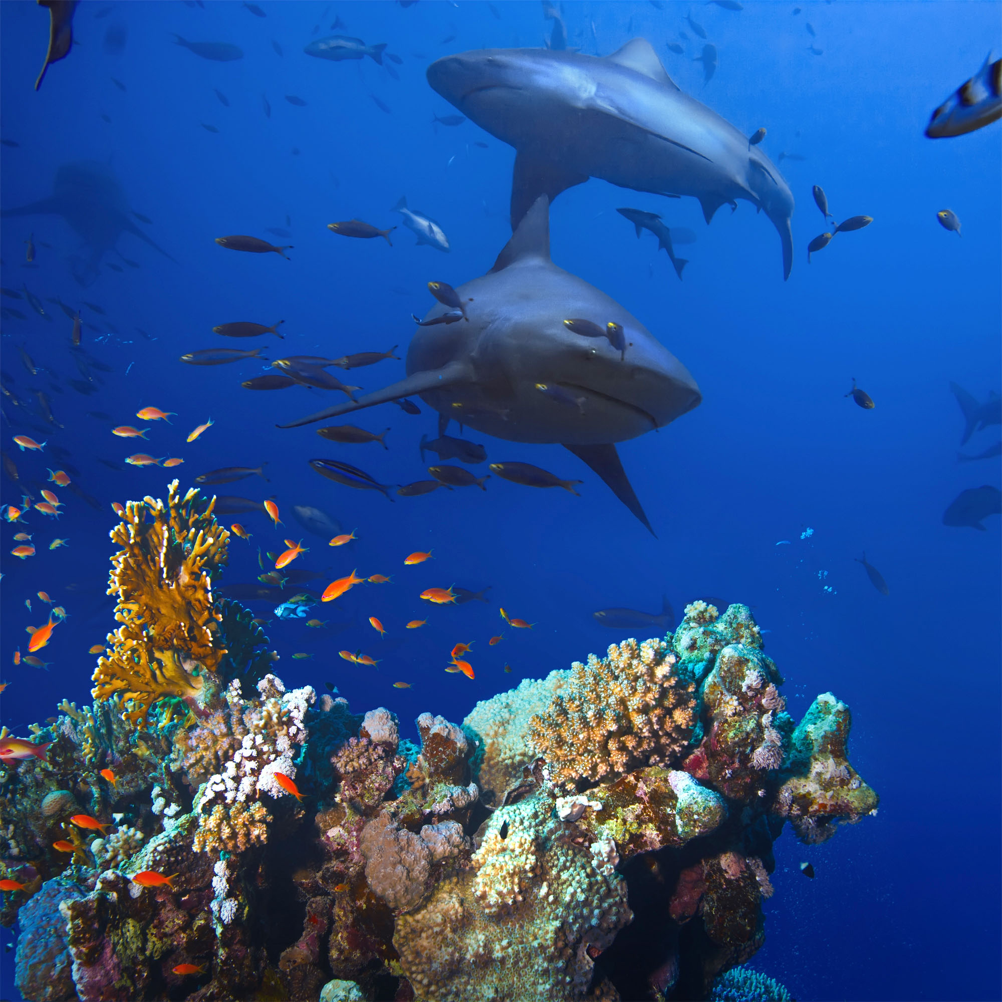 Read more about the article 4 Things You Should Know About Swimming With Sharks