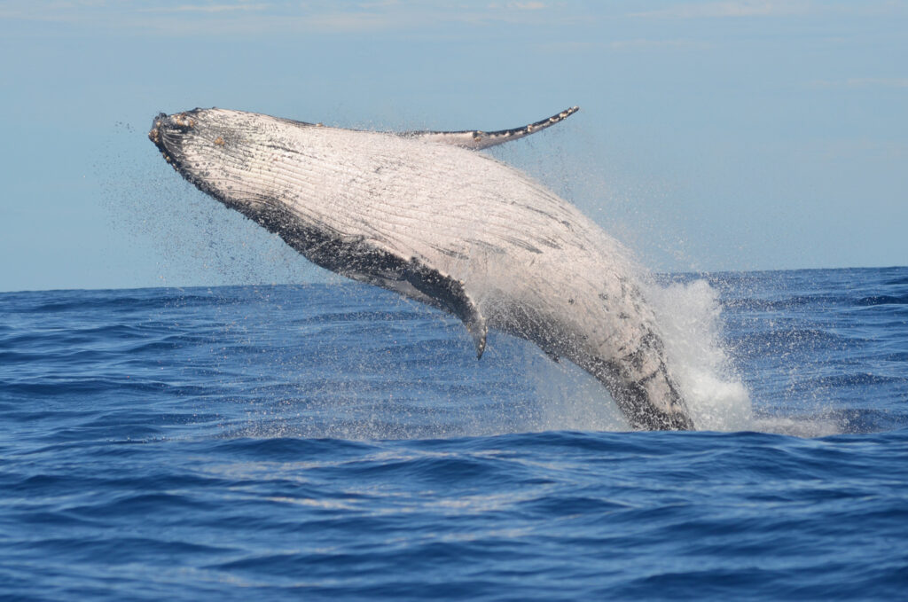 Whale sightings with Ocean Outfitters Hawaii