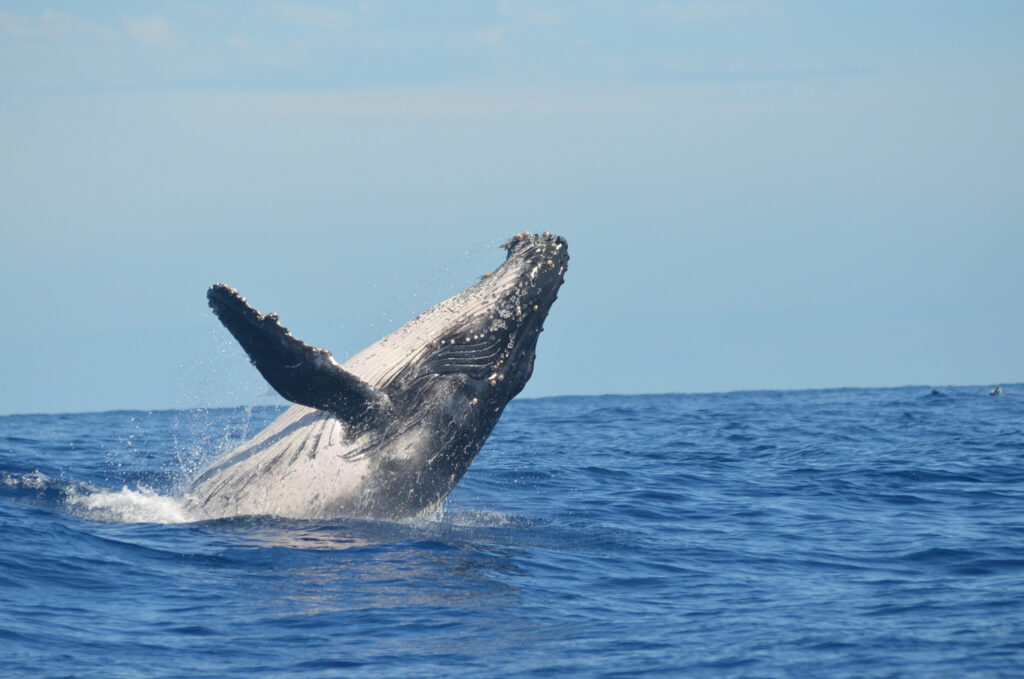 Whale sightings with Ocean Outfitters Hawaii