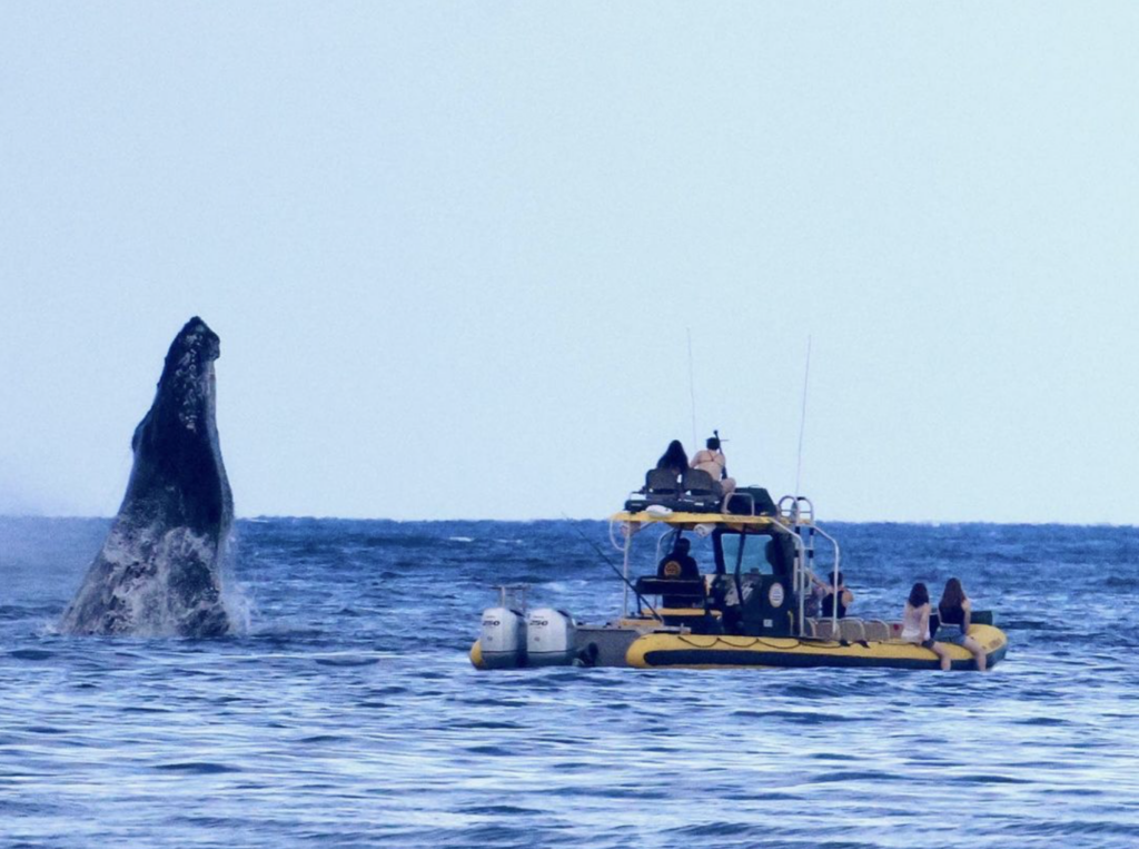 Epic capture by our friend @coconutadventures , whale season has been amazing this year and will be winding down soon as the Humpbacks head back to Alaska. Book your tour today for your chance to see these massively beautiful creatures!