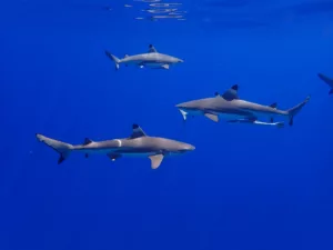 Read more about the article What Kind Of Sharks Can You Swim With?