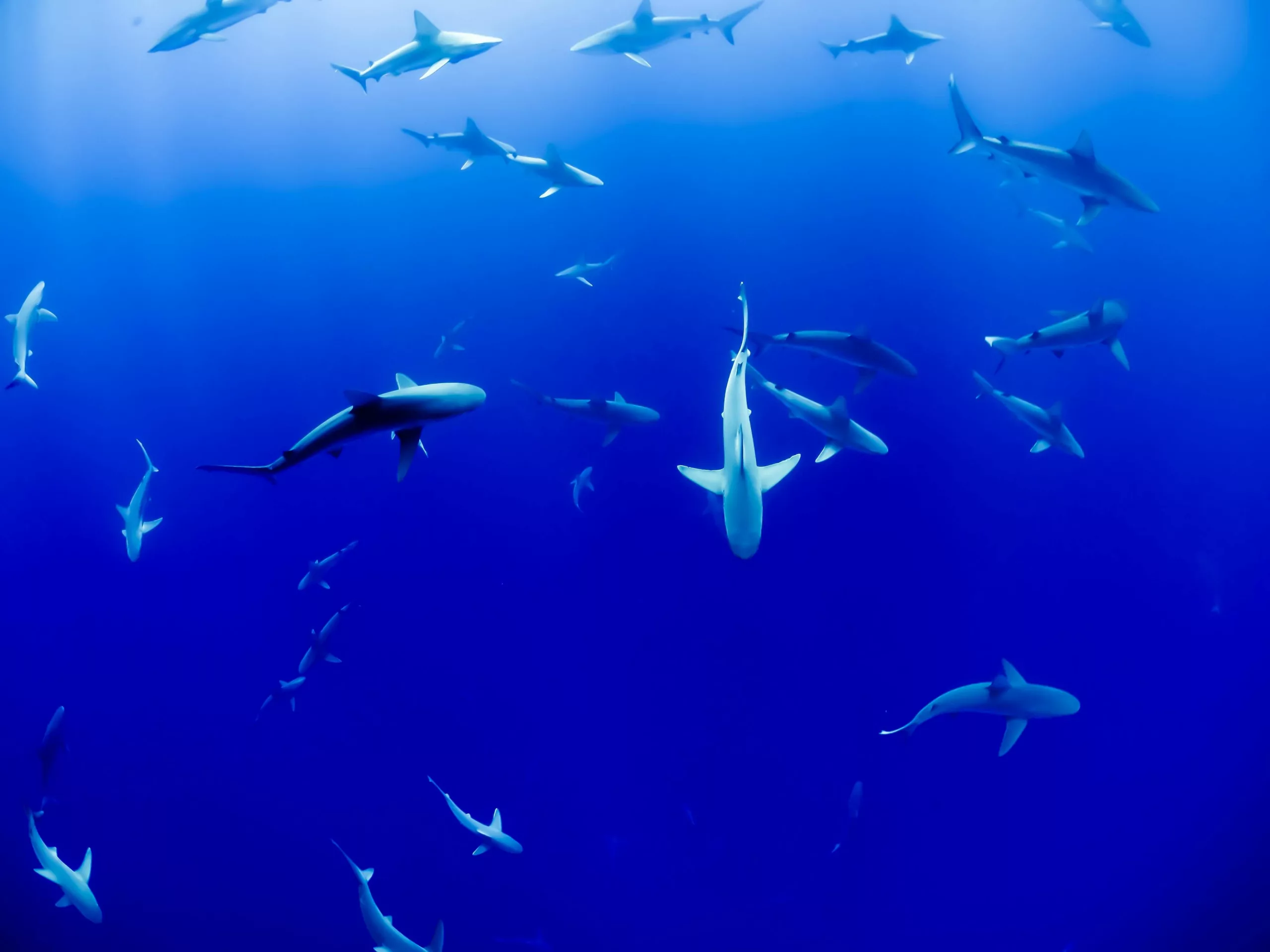 Read more about the article What Part Of Oahu Has The Most Sharks?