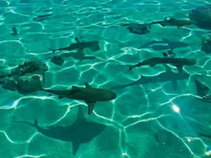Read more about the article Why Sharks Are Not As Dangerous As You Think
