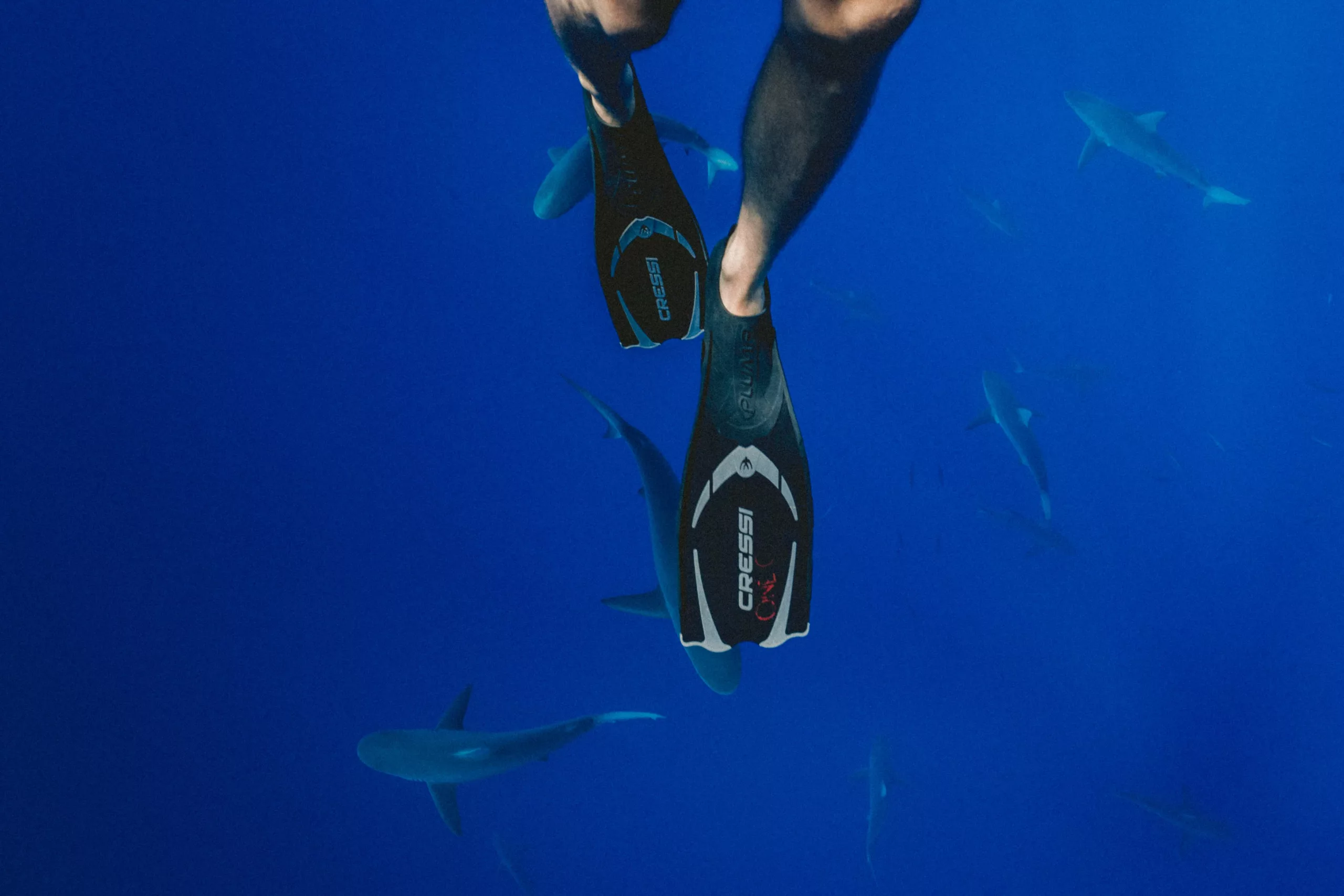 Read more about the article Overcoming Fear Of Sharks On A Cage-Free Dive