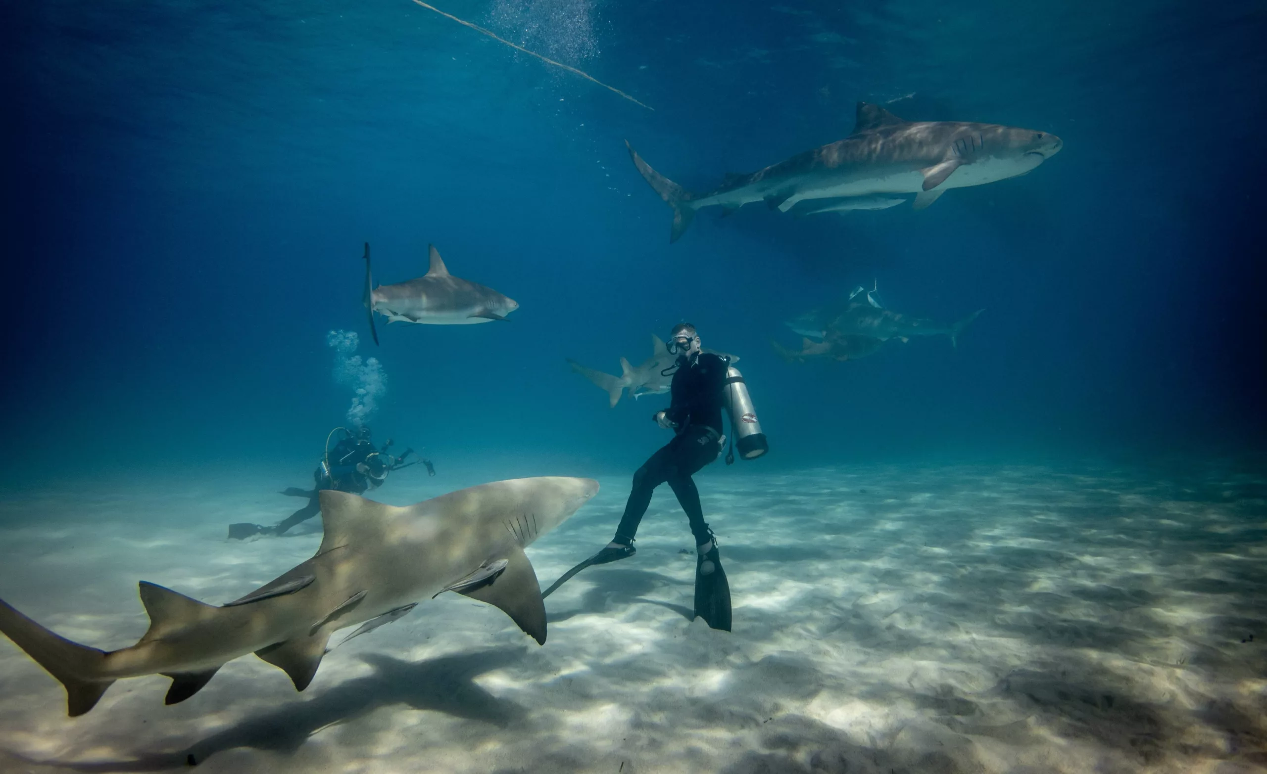 Read more about the article Cageless Shark Diving: How It Works