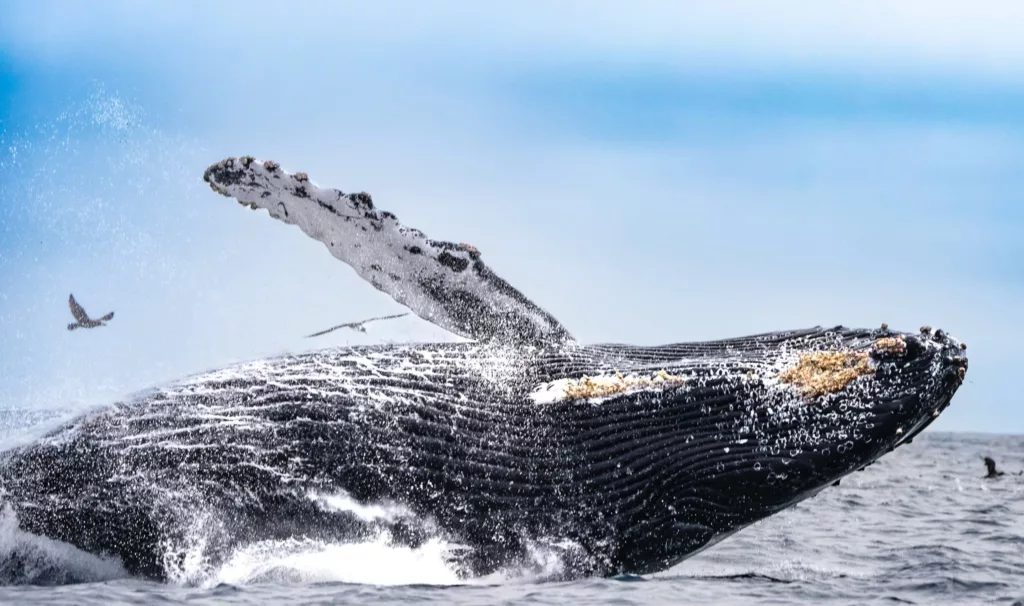 North Shore Whale and Marine Life Tour with Ocean Outfitters Hawaii