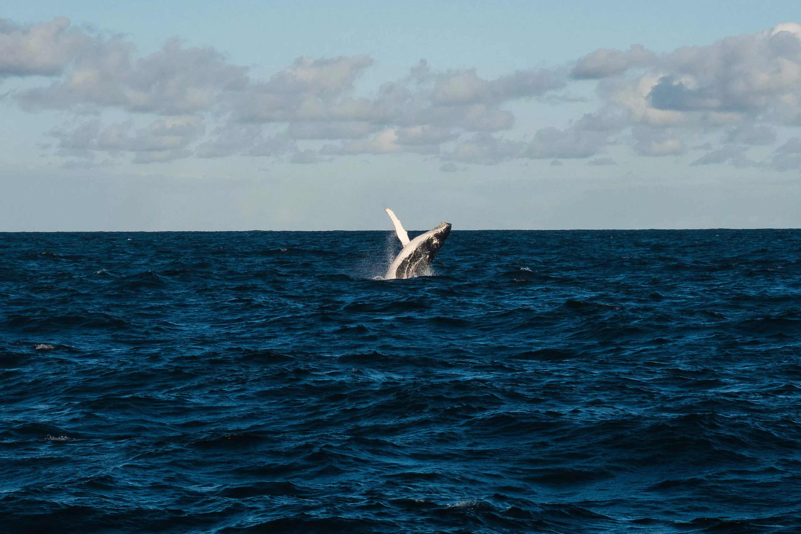 Read more about the article Types Of Whales You Can See In Hawaii