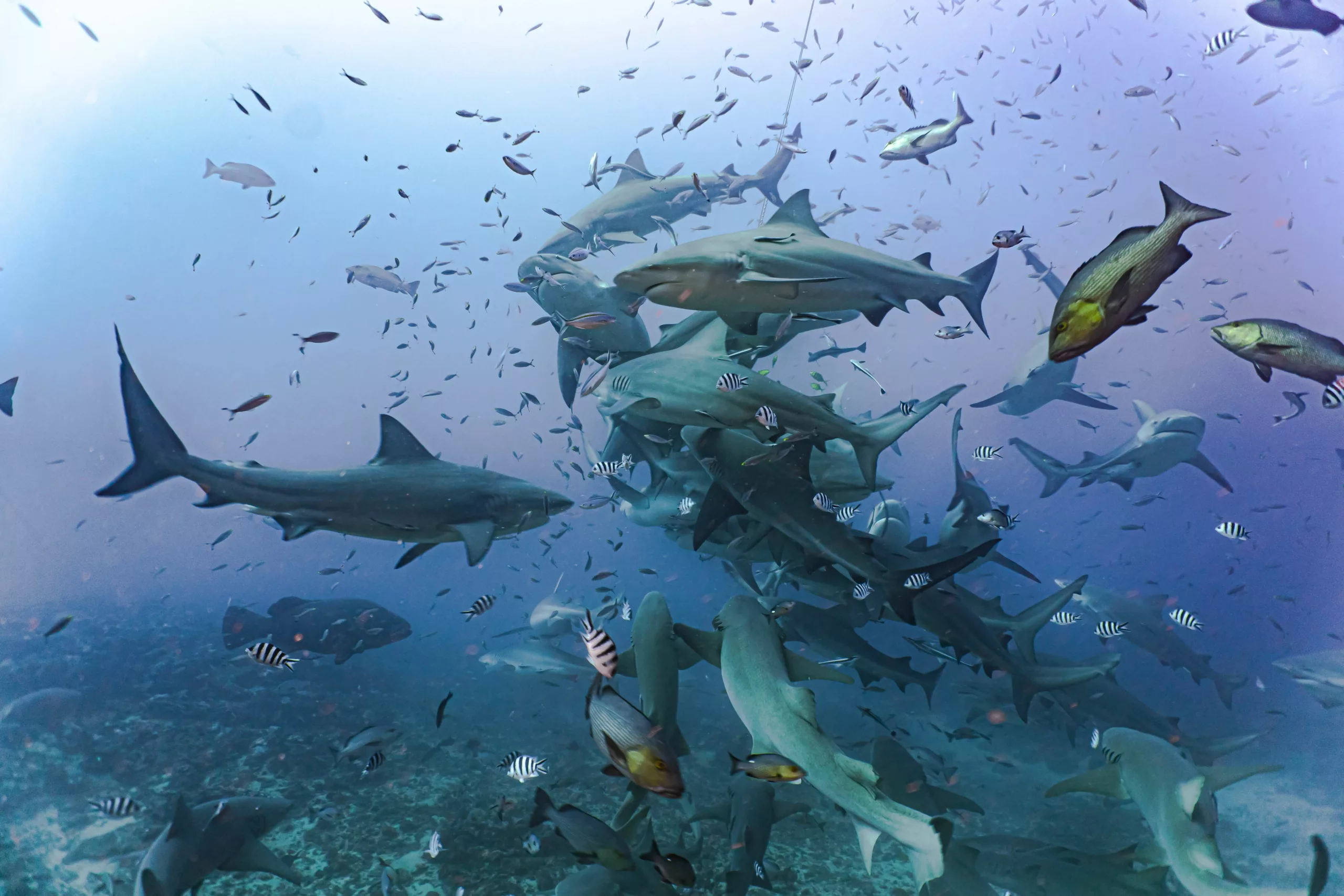 Read more about the article Is Diving With Sharks Worth It?