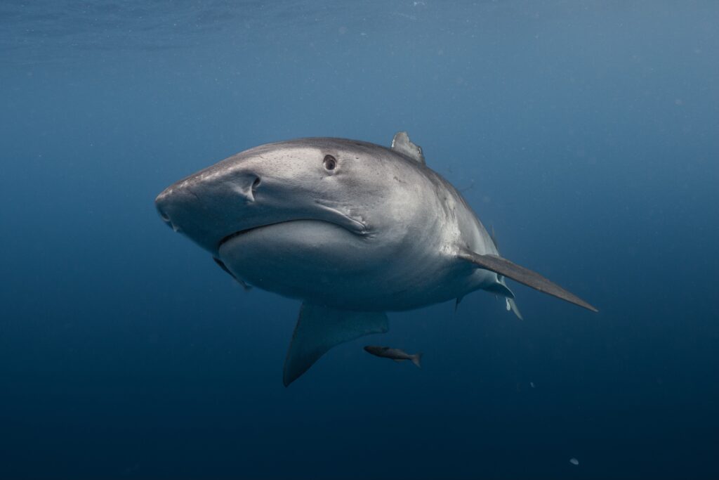 Ocean Outfitters Hawaii Photography Package