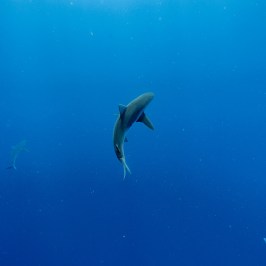Shark swimming in deep blue ocean water.