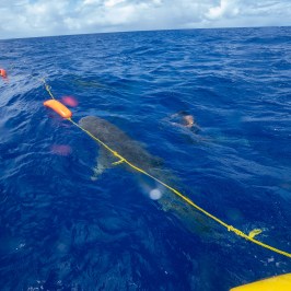 Person swimming beside a large shark in the open ocean with buoys and a rope.
