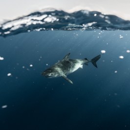 Shark swimming underwater, with sunlight filtering through the surface.