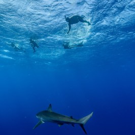Underwater view of a shark swimming below snorkelers near the ocean surface.