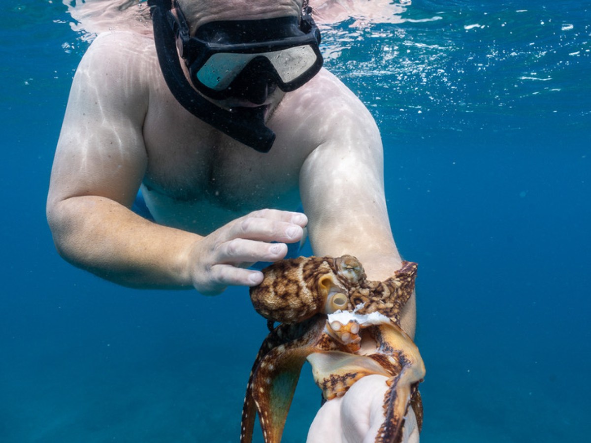 Diver underwater holding an octopus, wearing mask and snorkel.