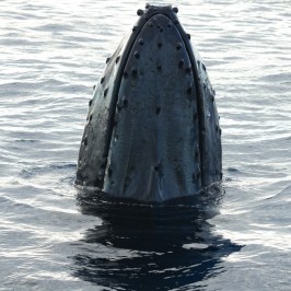 Humpback whale's head emerging vertically from ocean water.