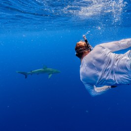 Snorkeler swimming near a shark in clear blue ocean waters.