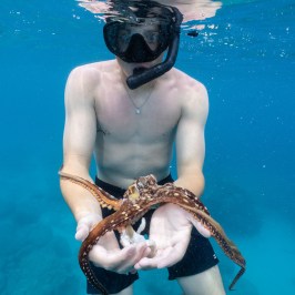 Person snorkeling underwater holding a small octopus.