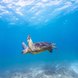 Sea turtle swimming underwater in clear blue ocean.