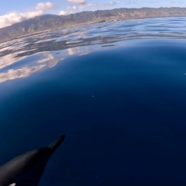 Ocean view with a dolphin fin, mountains in the background, and partly cloudy sky.