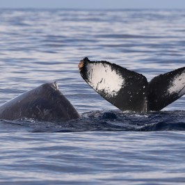 Whale tail and body partially above ocean surface.