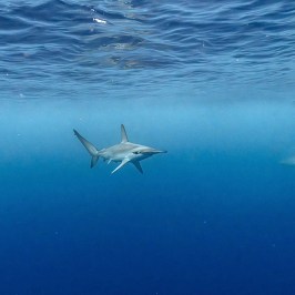 Two sharks swimming in deep blue ocean water.