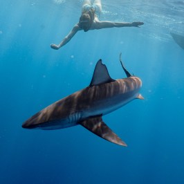 Person swimming above a shark in clear blue water.