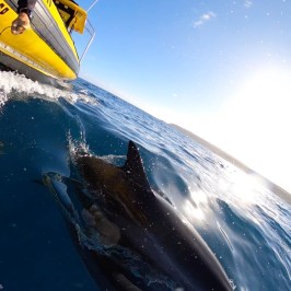 Person on boat photographing dolphins swimming in the ocean.