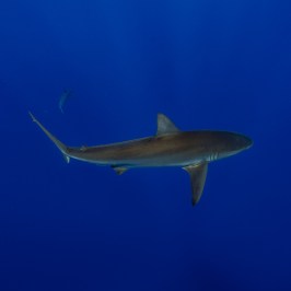Shark swimming in deep blue ocean water.