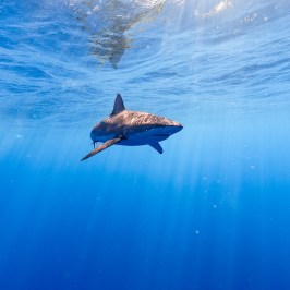 Shark swimming underwater with sunrays filtering through the blue ocean.