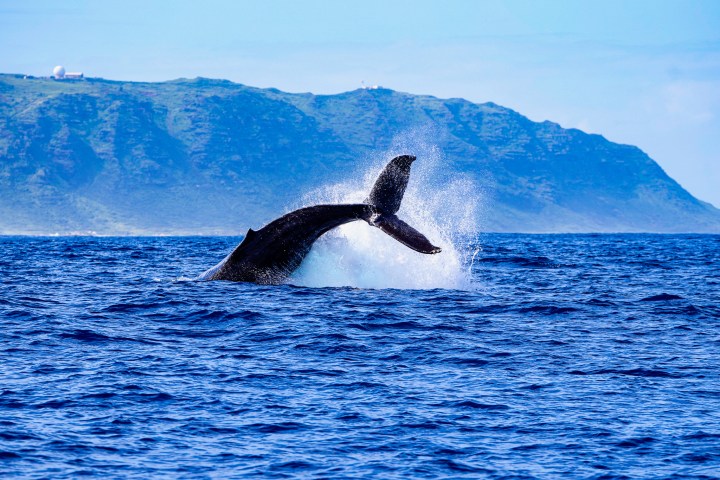 Whale tail emerging from ocean near mountainous coastline.