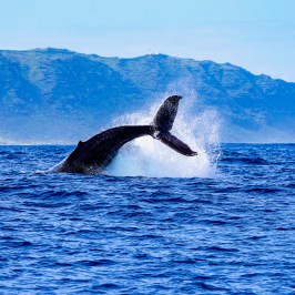 Whale tail splashing in ocean with mountainous island in background.