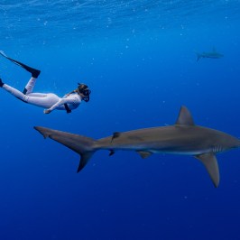 Diver in white suit swimming alongside a shark in clear blue water.
