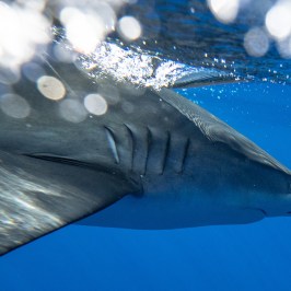 Shark swimming underwater with light reflections on the surface.