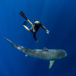 Diver swimming near a large shark in deep blue ocean.