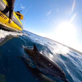Person on boat watching dolphins swim in the ocean under a clear sky.