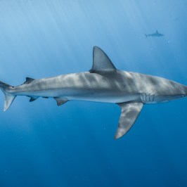 A shark swimming underwater with rays of light shining down.