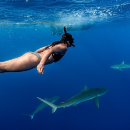 Person snorkeling near sharks in clear blue ocean water.