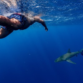 Person swimming underwater near a shark in blue ocean water.