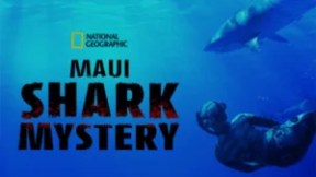 Diver underwater with sharks, text reads: 'Maui Shark Mystery, National Geographic'.
