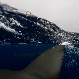 Shark fin above and below water with blurry shark in background.