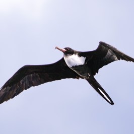 Frigatebird with long wings and forked tail soaring in a clear sky.